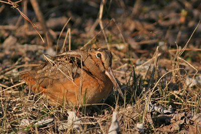 Woodcock by Paul Lauenstein