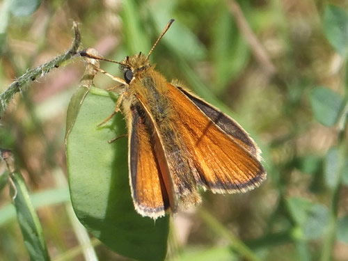 European Skipper Butterfly