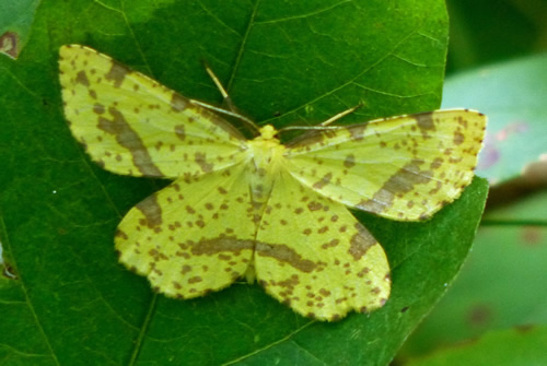 False Crocus Geometer Moth