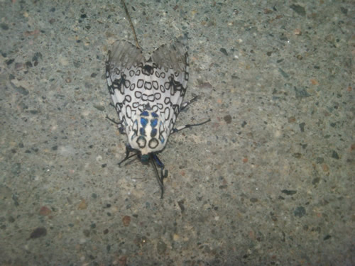 Giant Leopard Moth