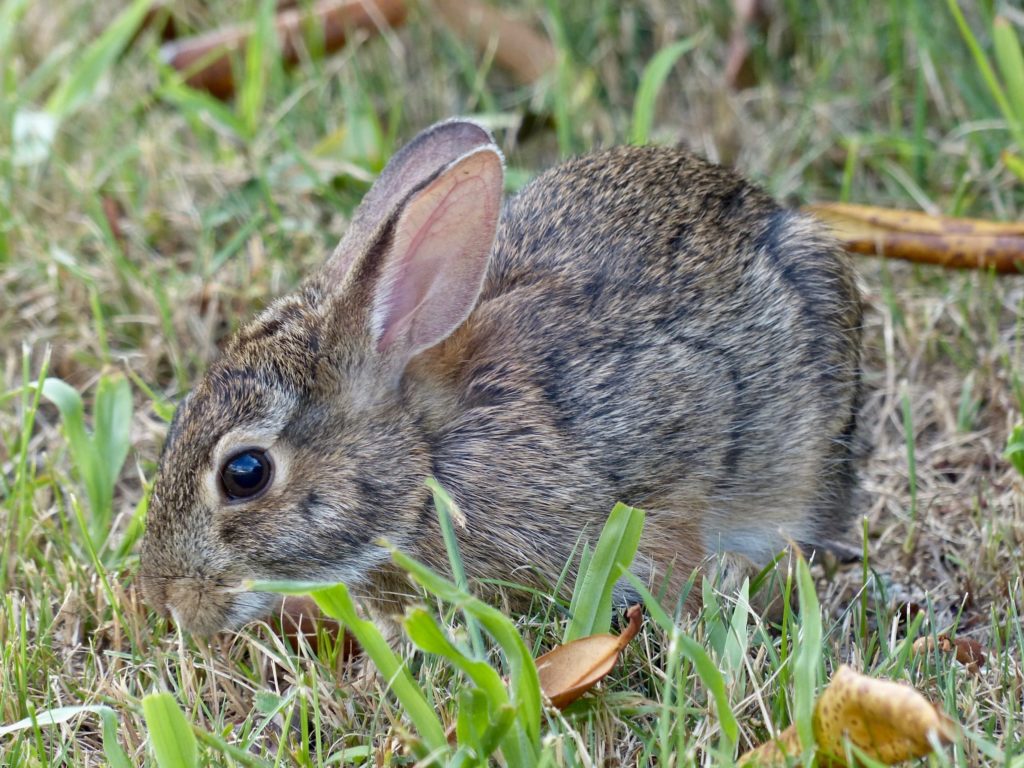 Eastern Cottontail rabbit – 7/27/13 – Sharon Friends of Conservation