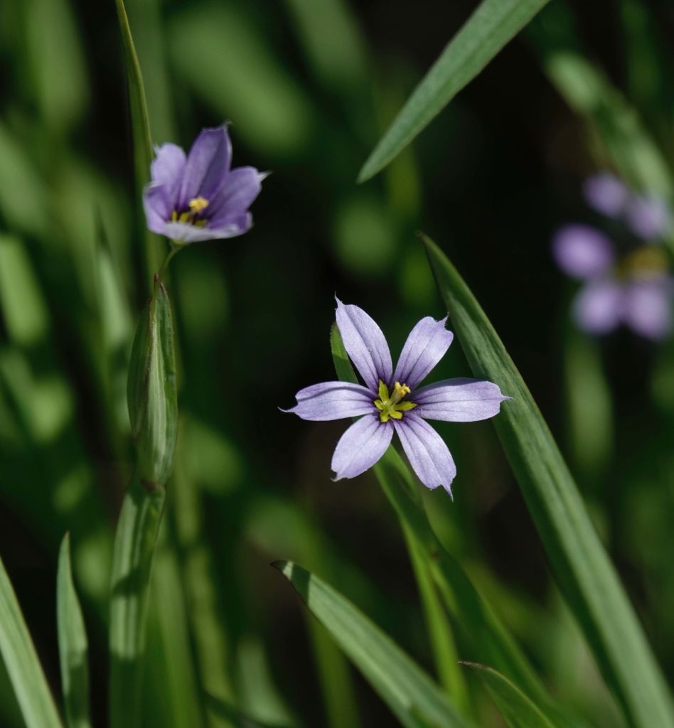 blue-eyed-grass-5-30-20-sharon-friends-of-conservation