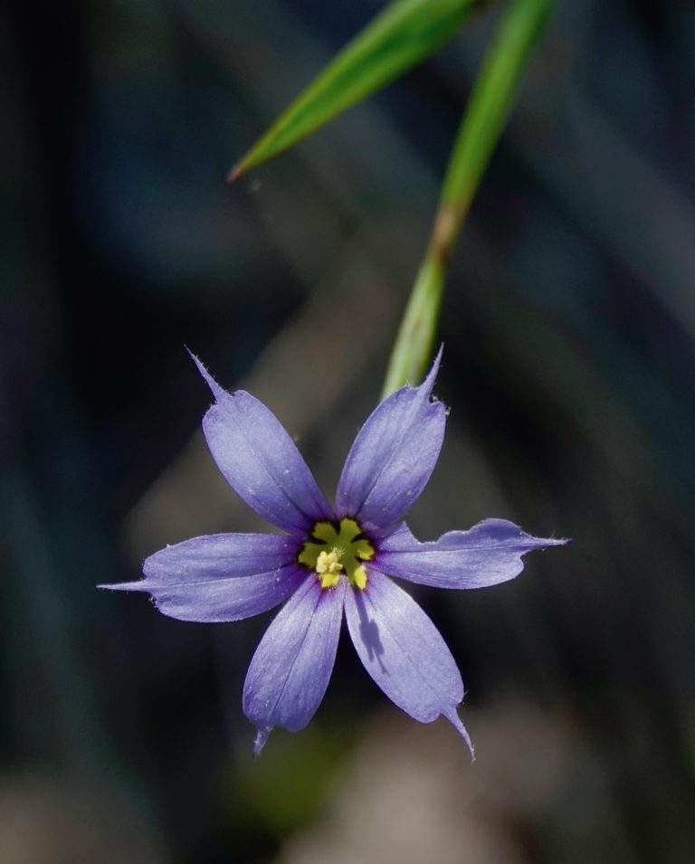 blue-eyed-grass-5-30-20-sharon-friends-of-conservation