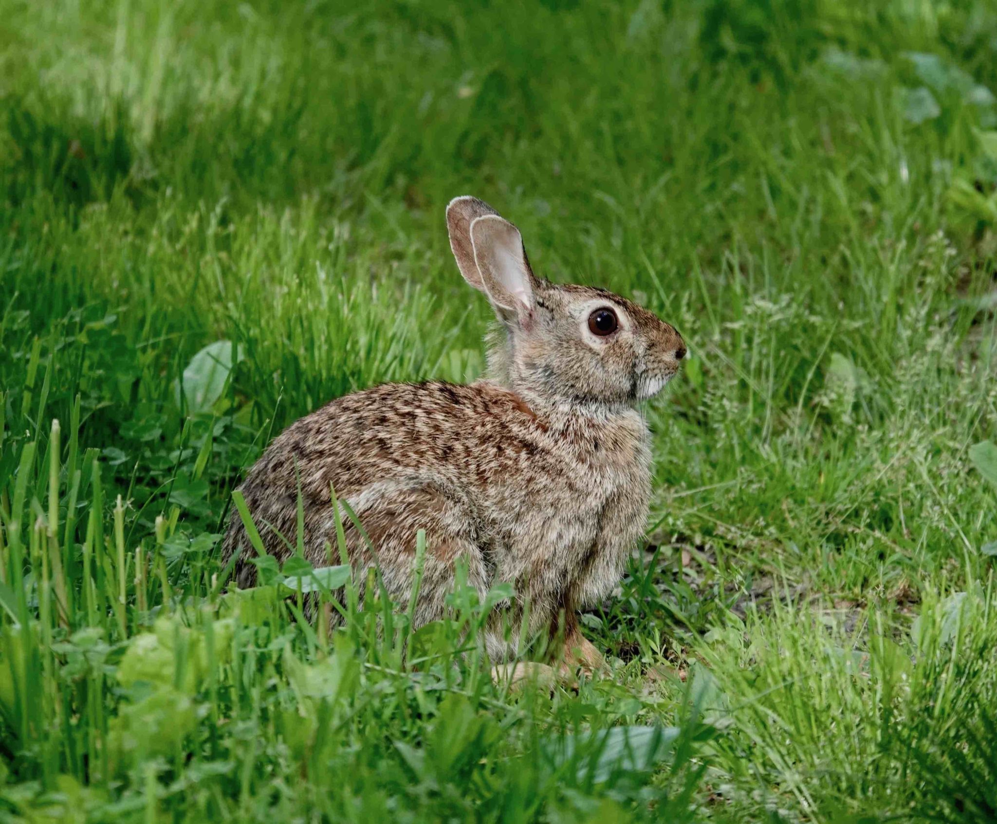 Eastern Cottontail – 5/31/20 – Sharon Friends of Conservation