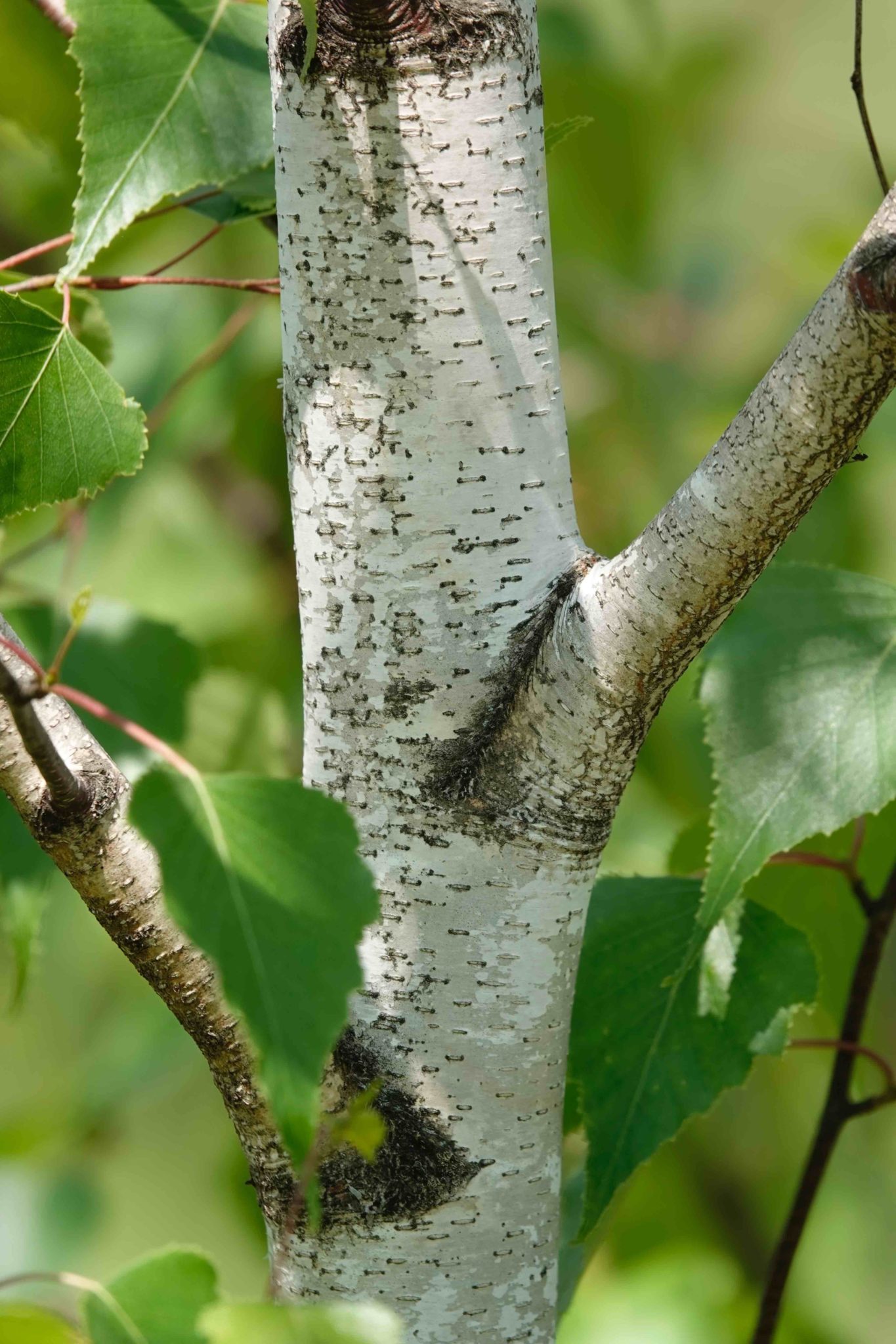 gray-birch-tree-6-9-20-sharon-friends-of-conservation