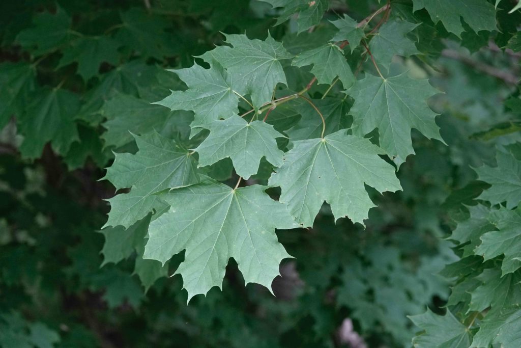 Norway Maple Tree 6/9/20 Sharon Friends of Conservation