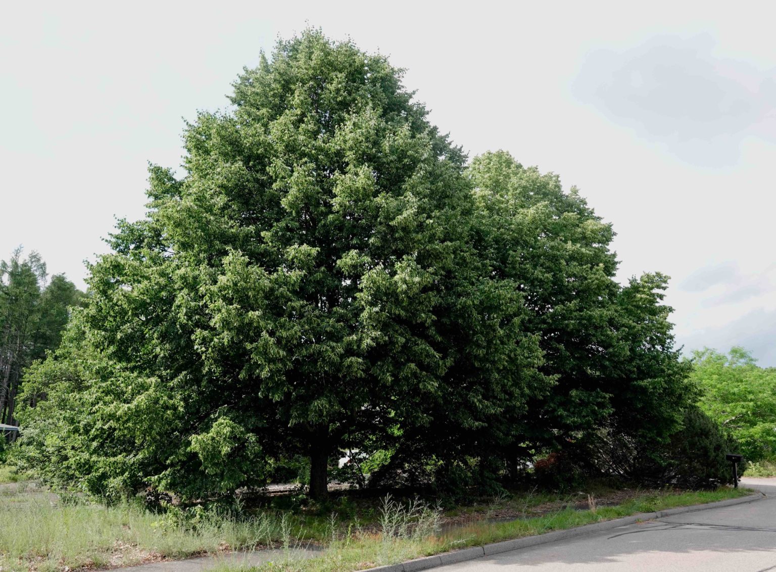 Small-leaved Linden Tree – 6/21/20 – Sharon Friends Of Conservation