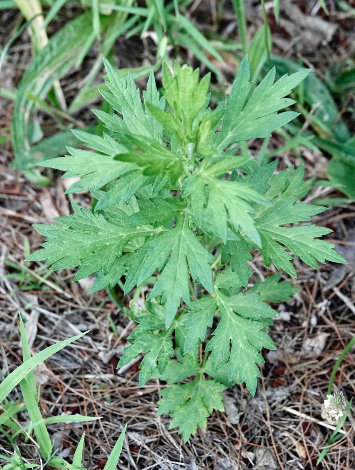 common-mugwort-7-12-20-sharon-friends-of-conservation