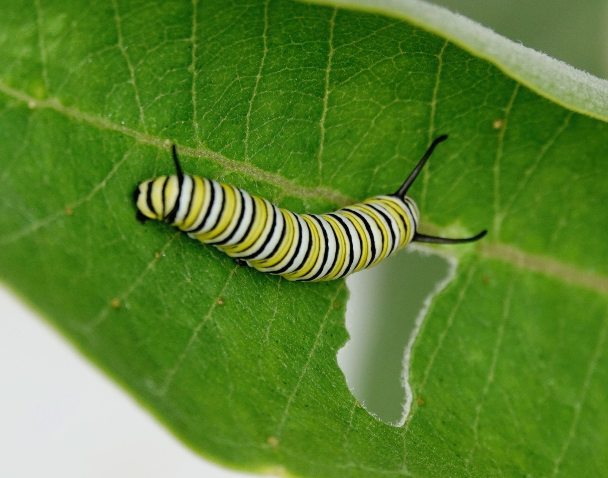monarch-caterpillar-8-13-20-sharon-friends-of-conservation