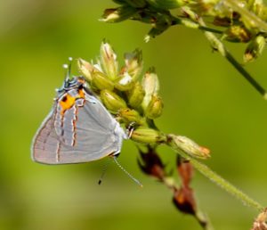 Sightings – Insects and Spiders – Sharon Friends of Conservation