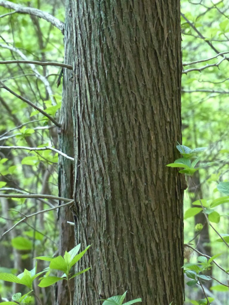 Atlantic White Cedar tree – 5/22/18 – Sharon Friends of Conservation