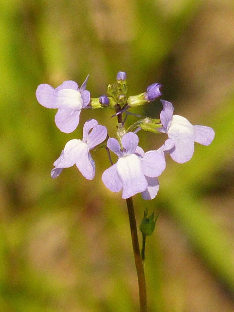 Blue Toadflax – 7/11/15 – Sharon Friends of Conservation