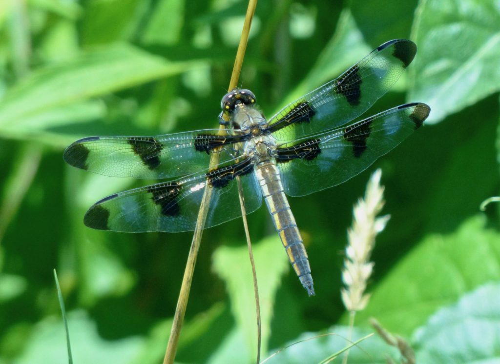 Twelve-spotted Skimmer dragonfly – 7/7/18 – Sharon Friends of Conservation