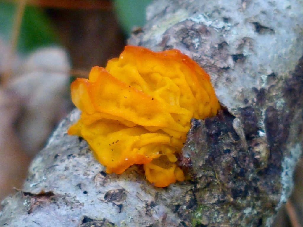 Witch’s Butter Fungus – 6/23/19 – Sharon Friends of Conservation