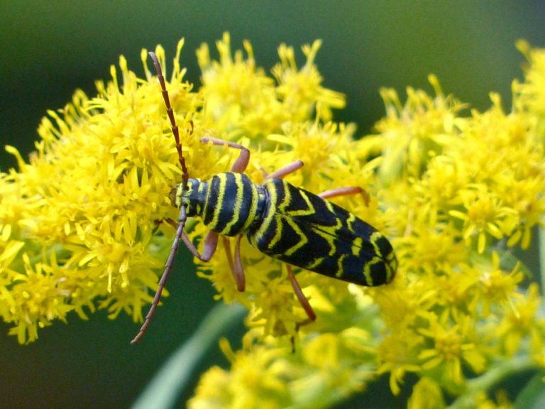 Locust Borer Beetle – 8/31/18 – Sharon Friends of Conservation