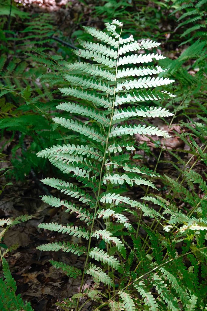 Interrupted Fern – 9/4/20 – Sharon Friends of Conservation