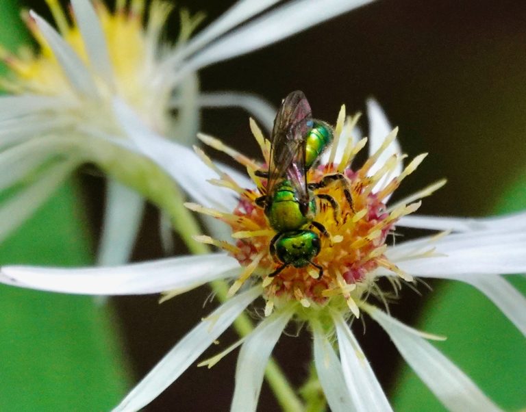 Pure Gold-Green Sweat Bee – 9/4/20 – Sharon Friends of Conservation