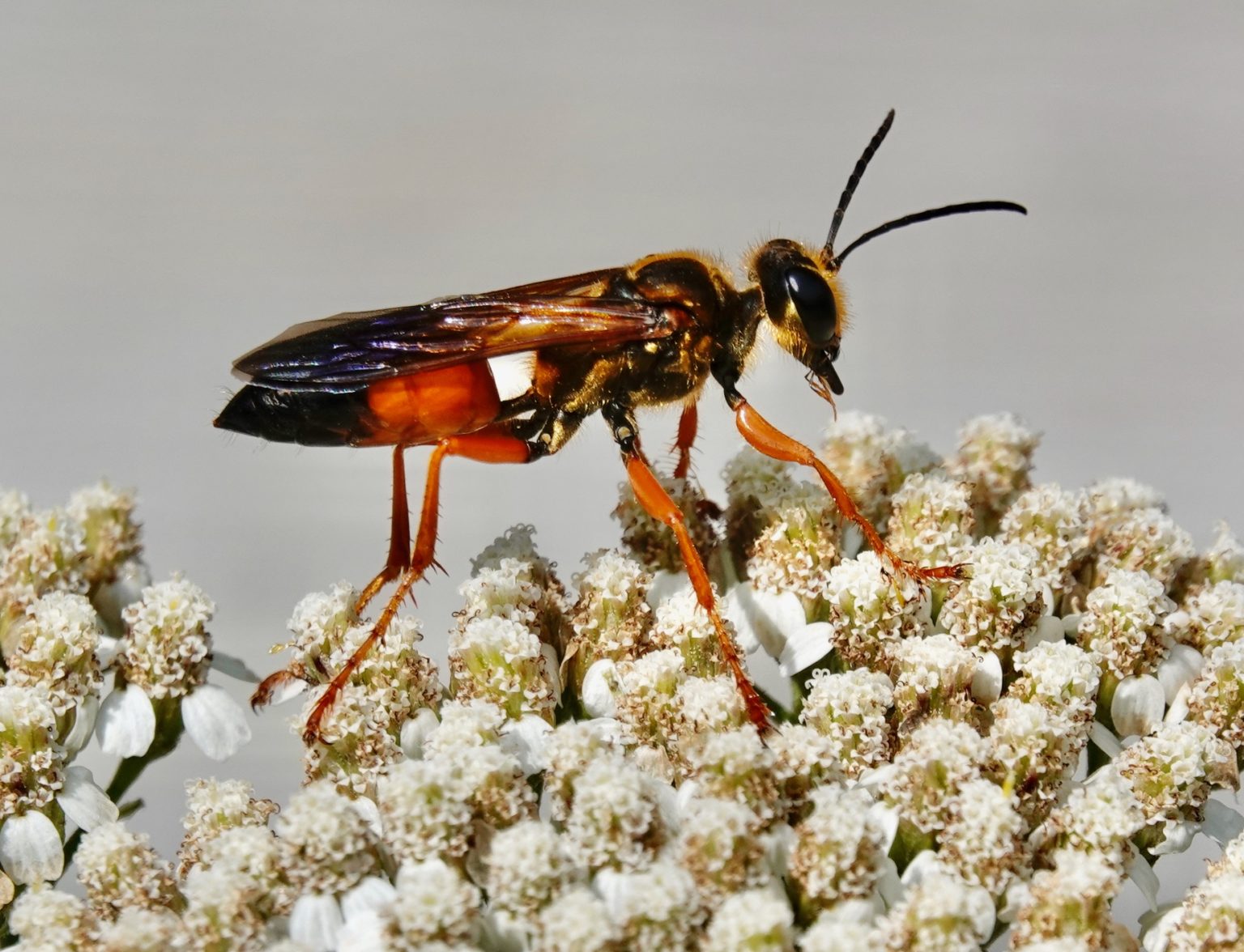 Great Golden Digger Wasp – 7/5/21 – Sharon Friends of Conservation